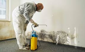 Best Basement Mold Removal  in Greenport West, NY